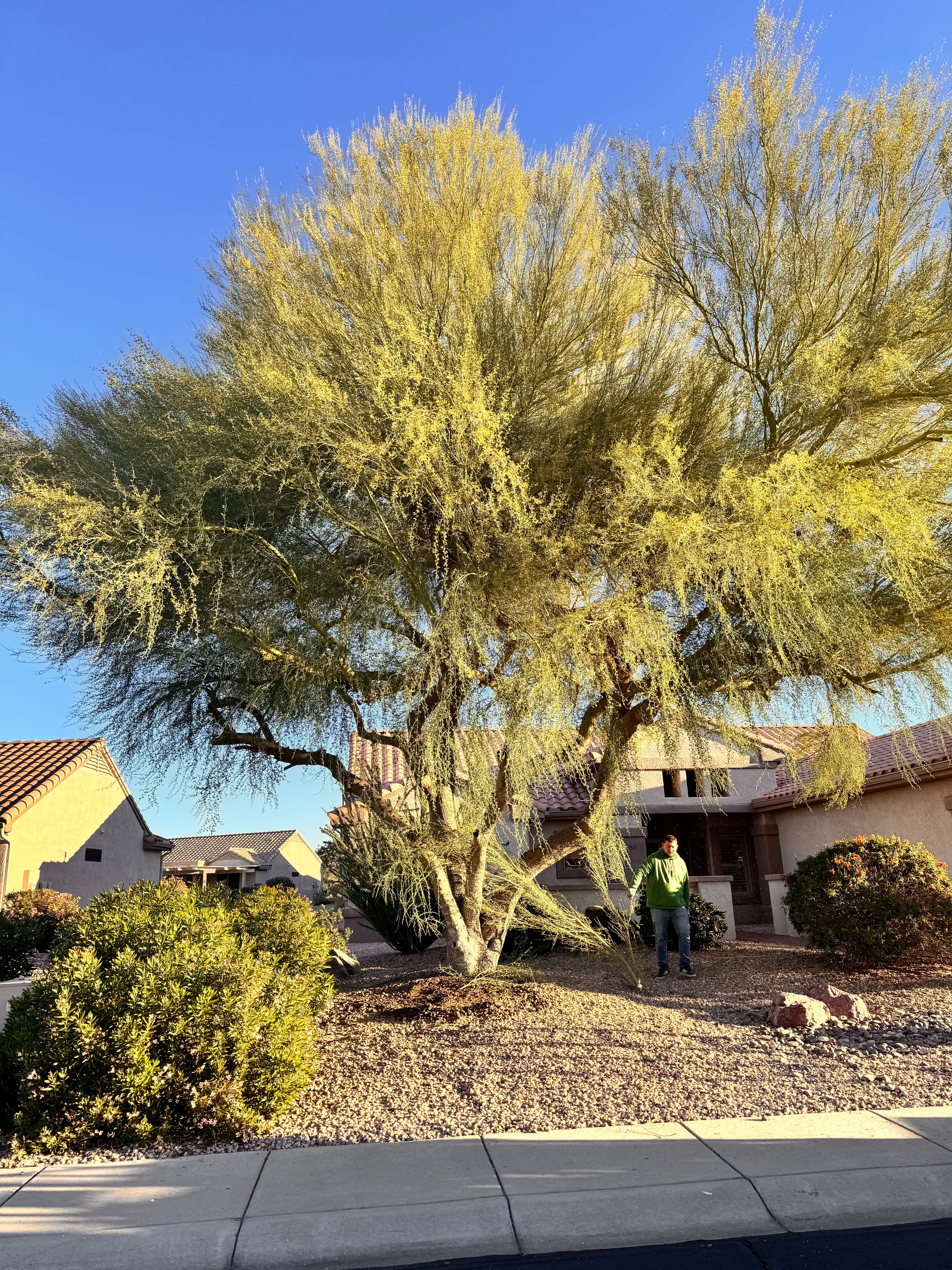 Project Full Tree Removal in Sun City Grand image