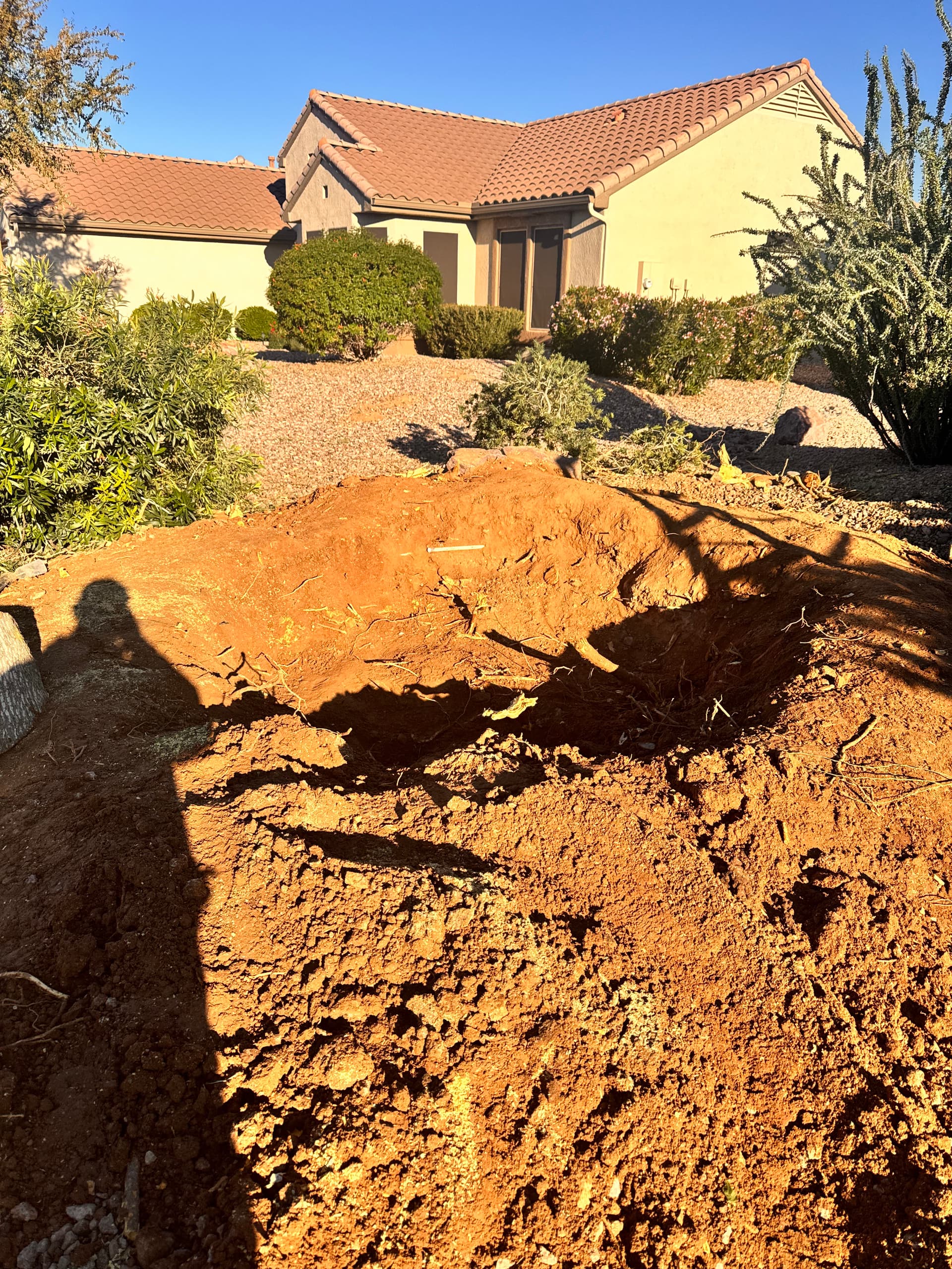 Gallery photos for Full Tree Removal in Sun City Grand: Image #1