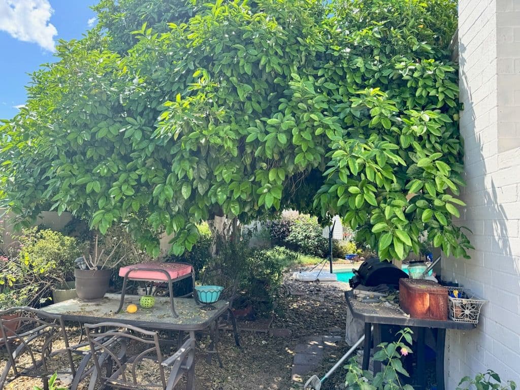 Revitalized Backyard with Tree Care and Turf image