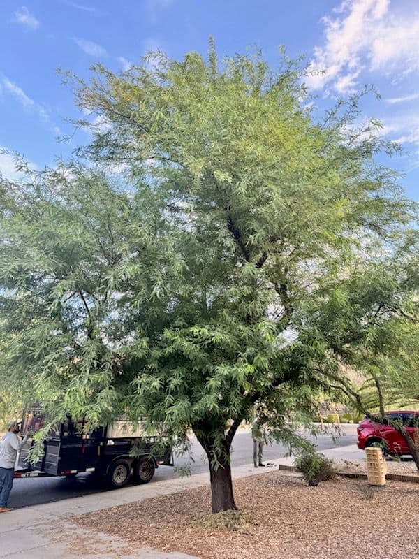 Revitalize Your Trees with Expert Pruning image