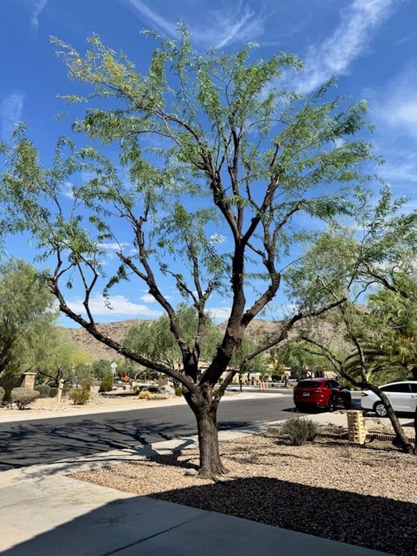 Gallery photos for Revitalize Your Trees with Expert Pruning: Image #1