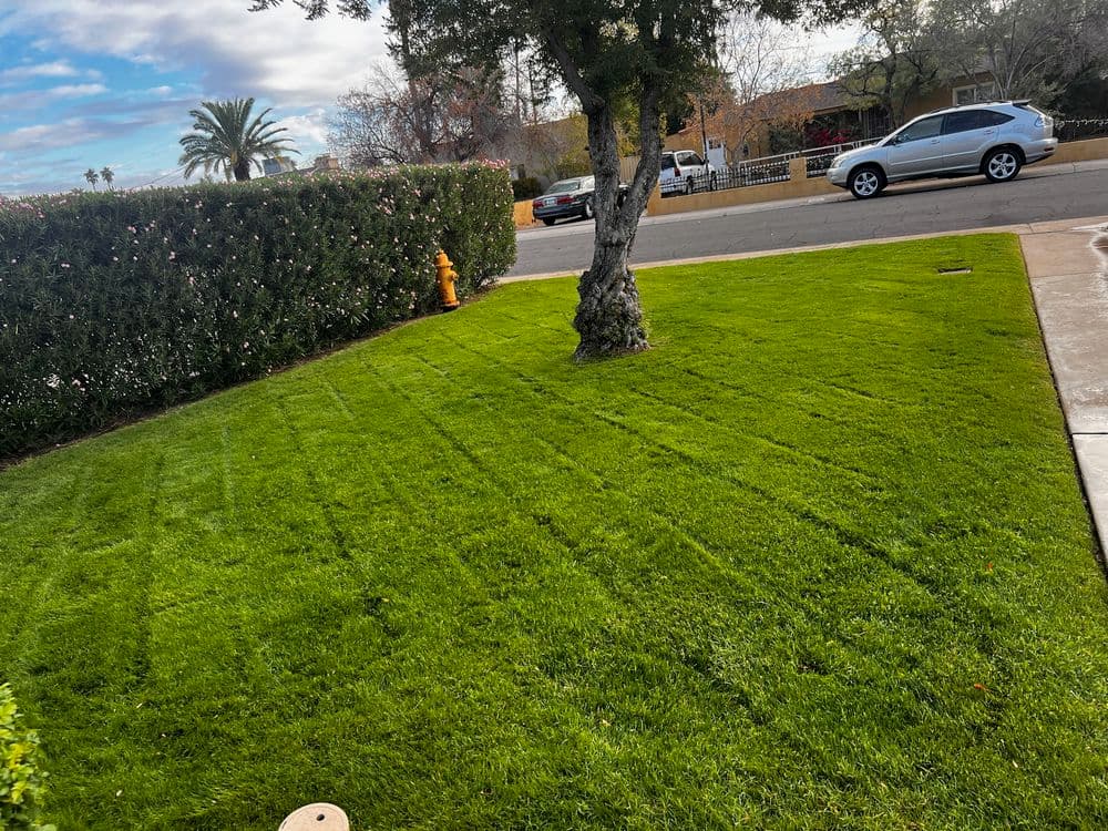 Lush green lawn with striped mowing pattern, palm trees, and parked car on a sunny day.