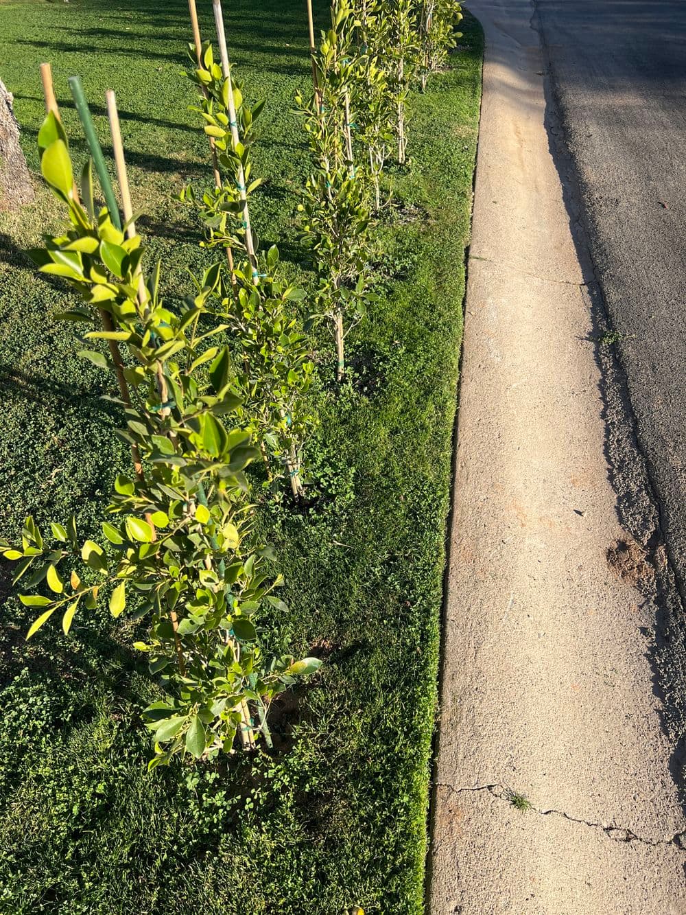 Row of young green shrubs along a grassy area next to a sidewalk and street.
